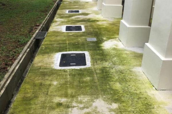 Town Council blames algae growth at Woodlands block on poor workmanship