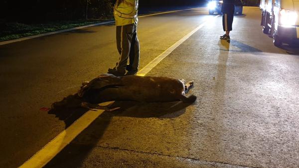 Rare Sambar Deer killed by motorbike on Mandai Road
