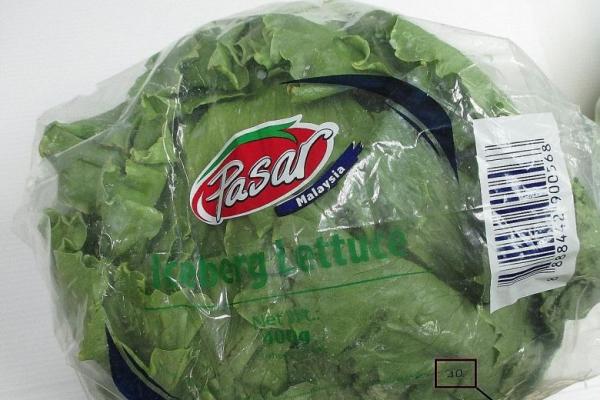 Lettuce from Malaysia not safe for consumption says AVA