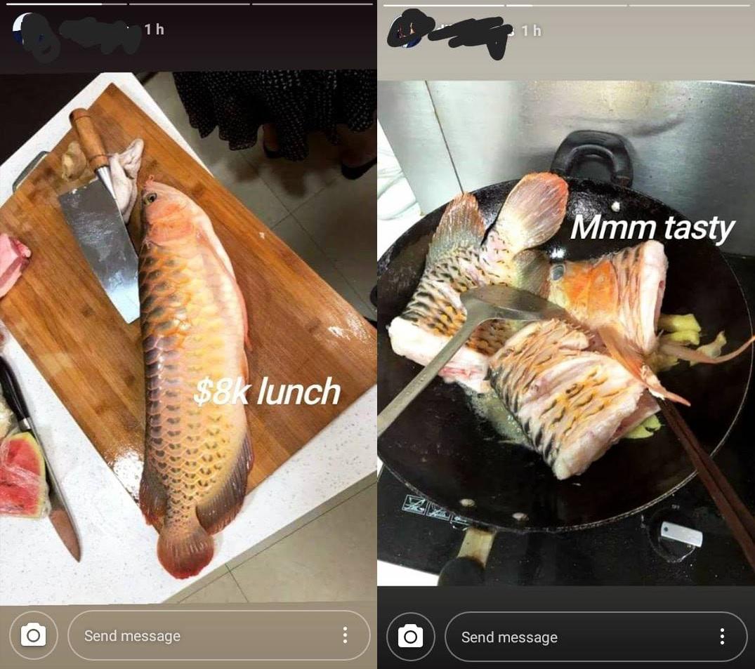 Netizen Allegedly Cooked 8 000 Arowana For Lunch 100 