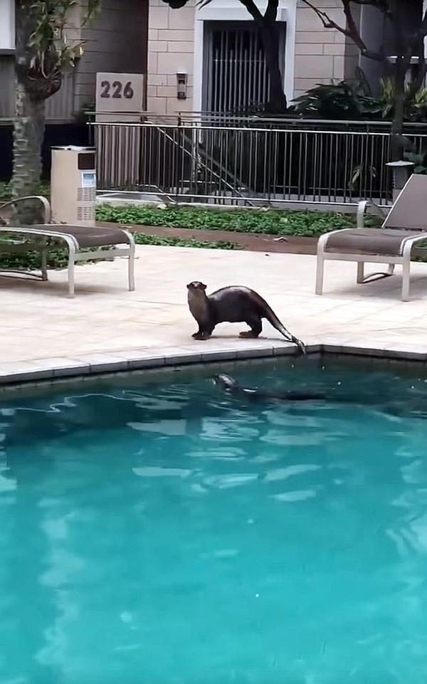 High SES otters takes a dip at condo swimming pool