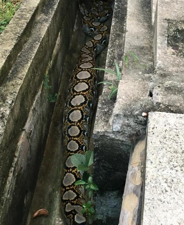 3m long python caught at Bishan