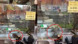 NEA investigates rats seen at Toa Payoh restaurant