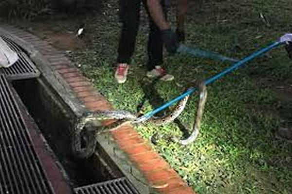 Python bit woman at HDB second storey in Sembawang