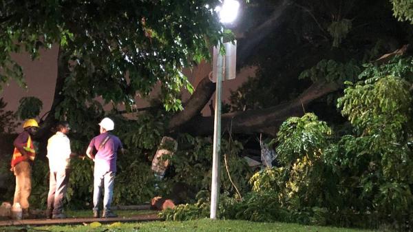 NParks quickly absolved themselves from blame, says tree that fell were certified healthy