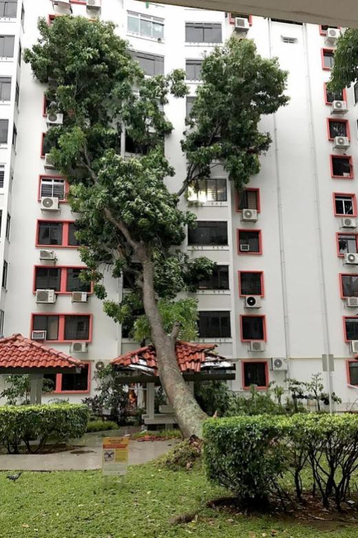Tree falls on HDB block, shattering windows and air con compressors