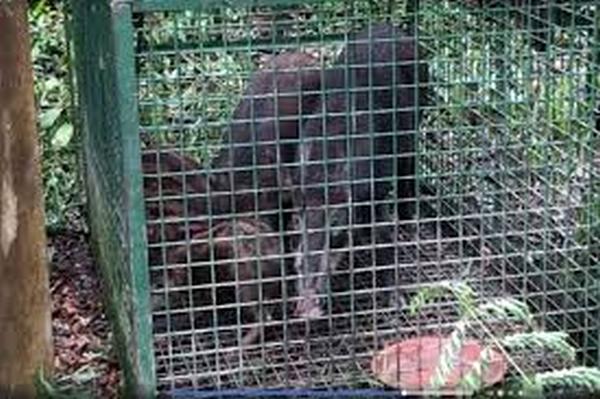 Family of wild boars trapped in illegal cage off Sime Road
